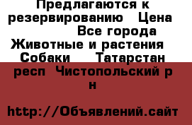 Предлагаются к резервированию › Цена ­ 16 000 - Все города Животные и растения » Собаки   . Татарстан респ.,Чистопольский р-н